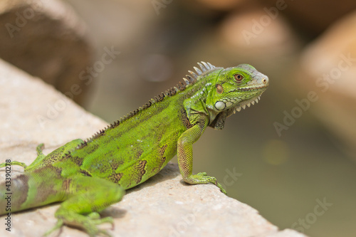 Bright green Iguana sitting at the edge