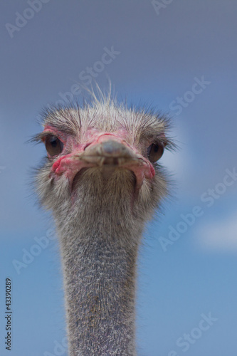 Ostrich at the Ostrich Farm, Aruba © sirdaf