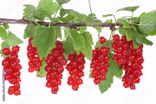 Branch with red currants, Johannisbeeren