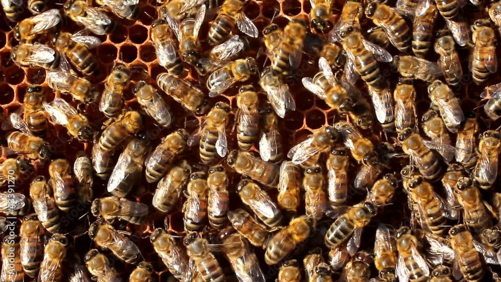 Bees in the hive Bees in the hive