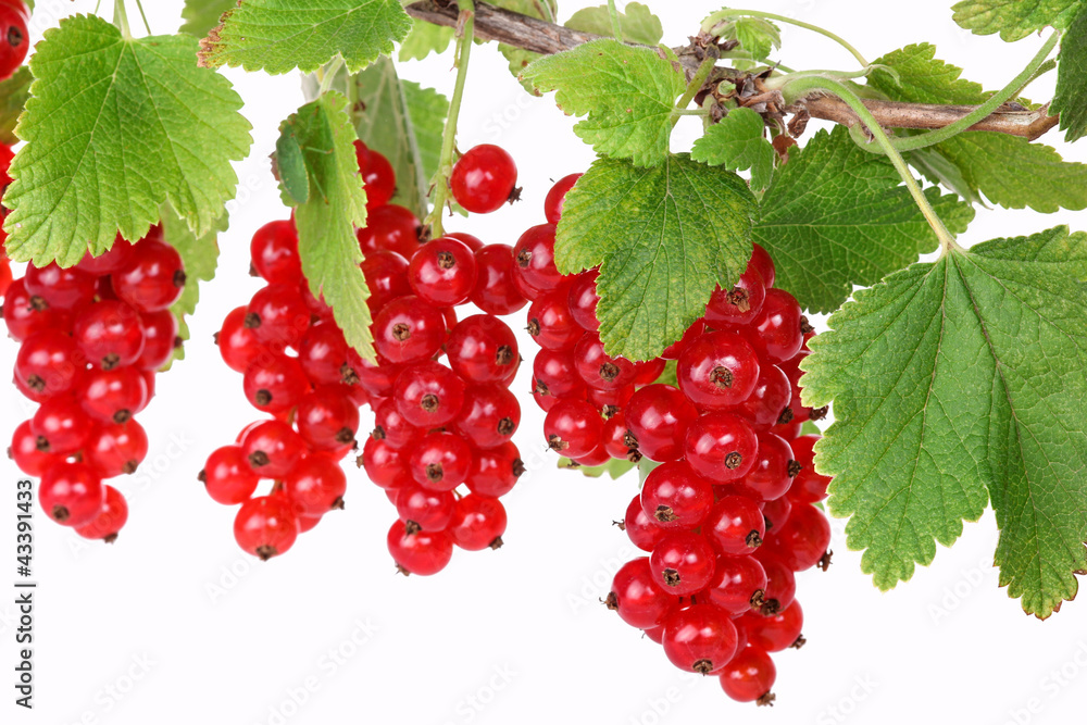 Rote Johannisbeeren, red currants Rote Johannisbeeren, red currants