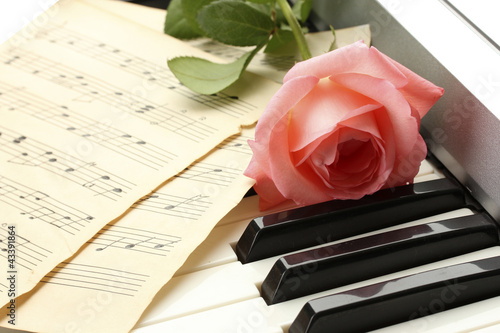 background of piano keyboard with rose