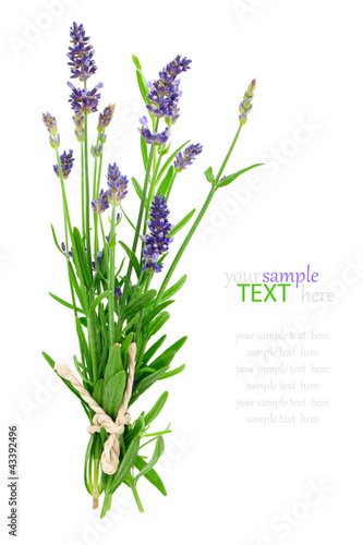 bunch of lavender on a white background