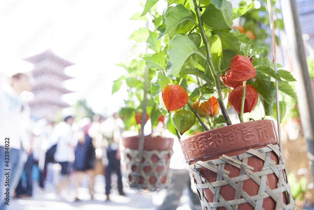 Obraz premium 浅草 ほおずき市