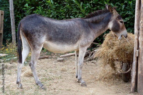 Donkey eats hay