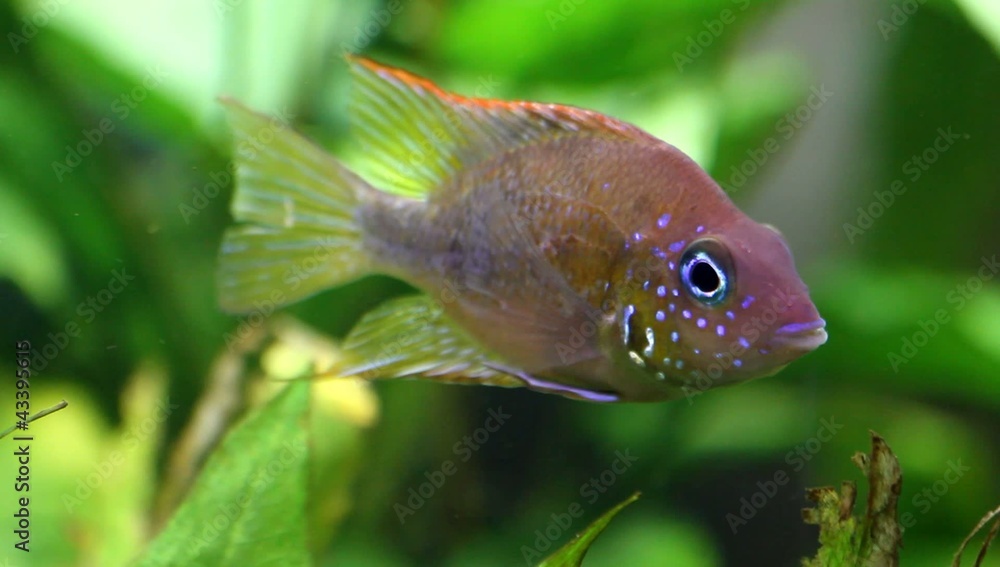 Mexikanisches Feuermaul (Thorichthys aureus) - Weibchen Mexikanisches Feuermaul (Thorichthys aureus) - Weibchen
