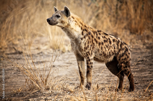 Canvastavla Spotted hyena