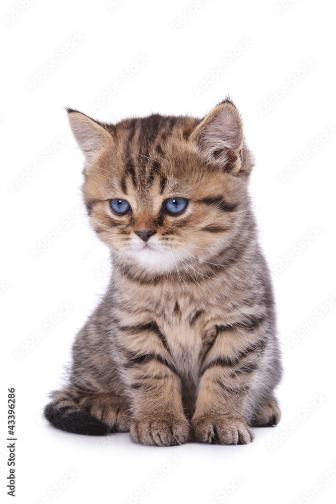 The British striped kitten The British striped kitten
