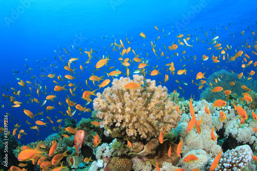 Tropical Fish and Coral Reef Scene