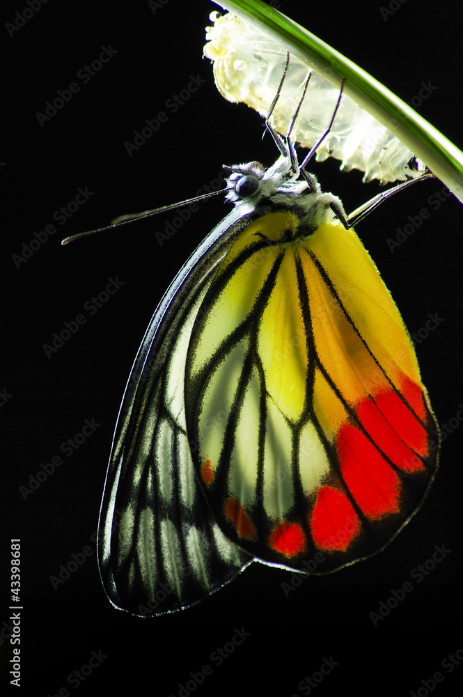 Fototapeta premium Monarch Butterfly, Milkweed Mania, baby born in the nature.
