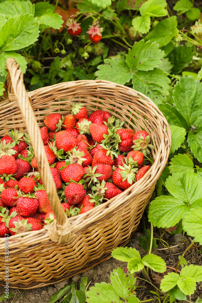 Strawberries in a basket Strawberries in a basket