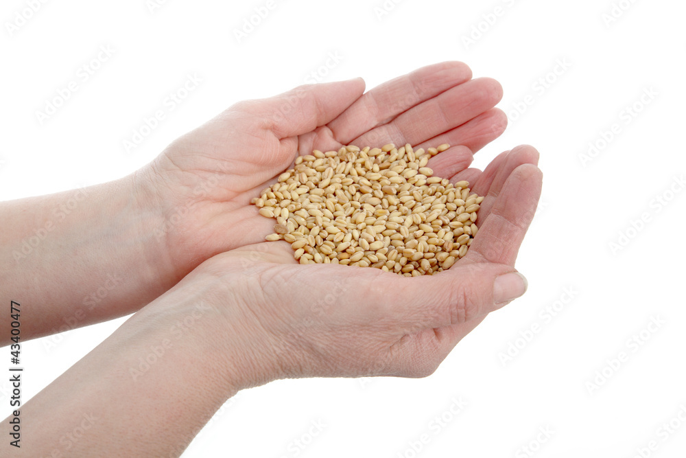 Hands holding wheat isolated on white Hands holding wheat isolated on white