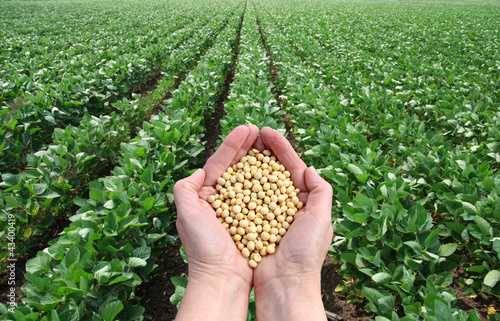 Soybean in hands with soy field in background photo