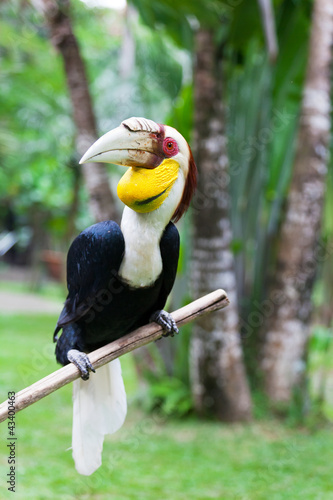 Rhinoceros Hornbill perched on a branch photo