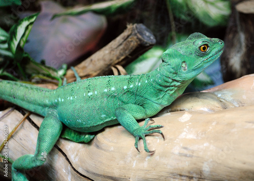 Green basilisk lizard