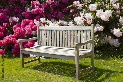 Wooden bench in a garden with rhododendrons.