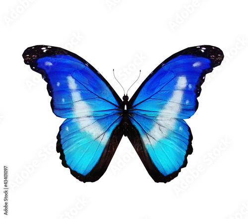 Morpho rhetenor helena butterfly flying , isolated on white