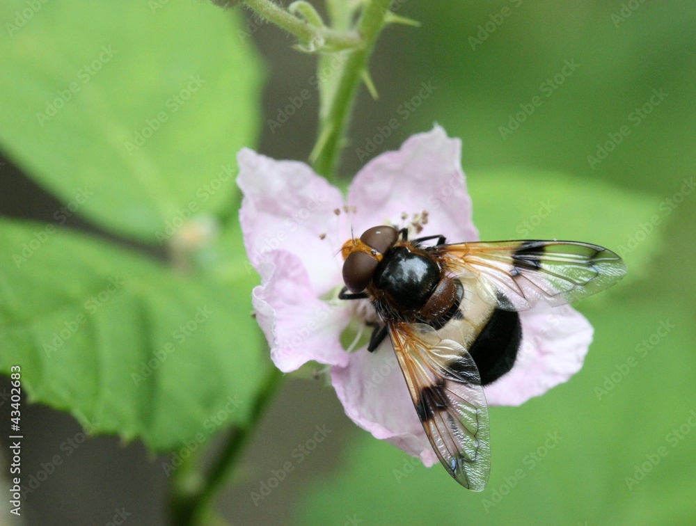 Gemeine Waldschwebfliege (Volucella pellucens) Gemeine Waldschwebfliege (Volucella pellucens)
