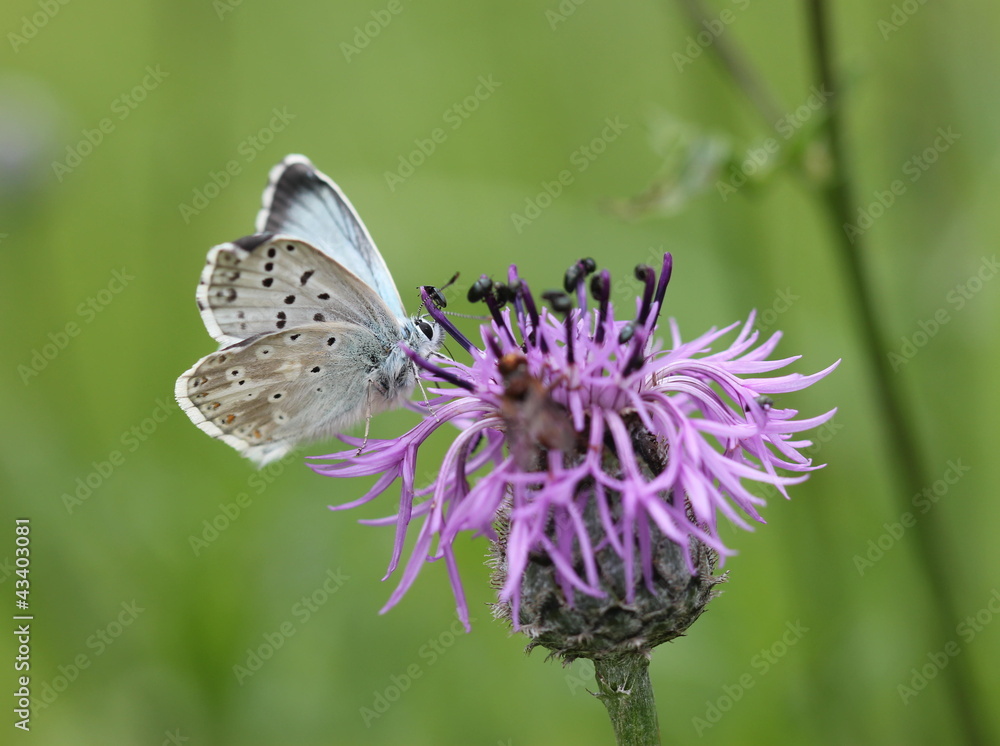 Fototapeta premium Bläuling auf Wiesen-Flockenblume