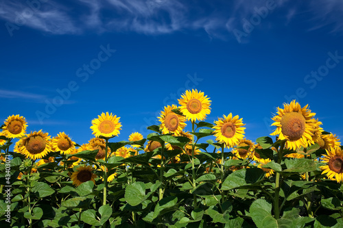 Beautiful blossoms sunflowers with blue sky background