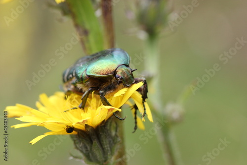 Rosenkäfer auf Blüte