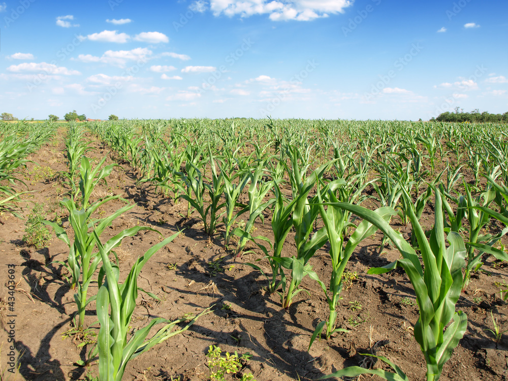 Green field with young corn Green field with young corn