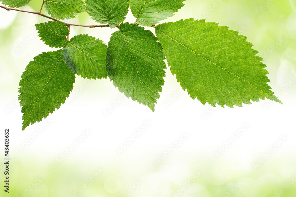 Green leaves frame with bokeh background and copyspace Green leaves frame with bokeh background and copyspace