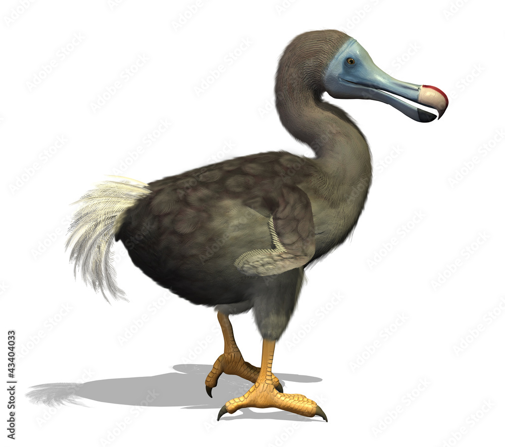 Fotografie Dodo Bird