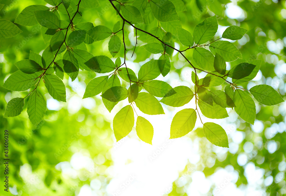 Fototapeta premium Zielone liście tło