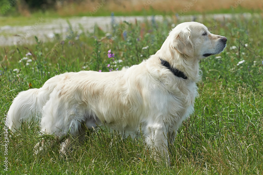 Golden Retriever Golden Retriever