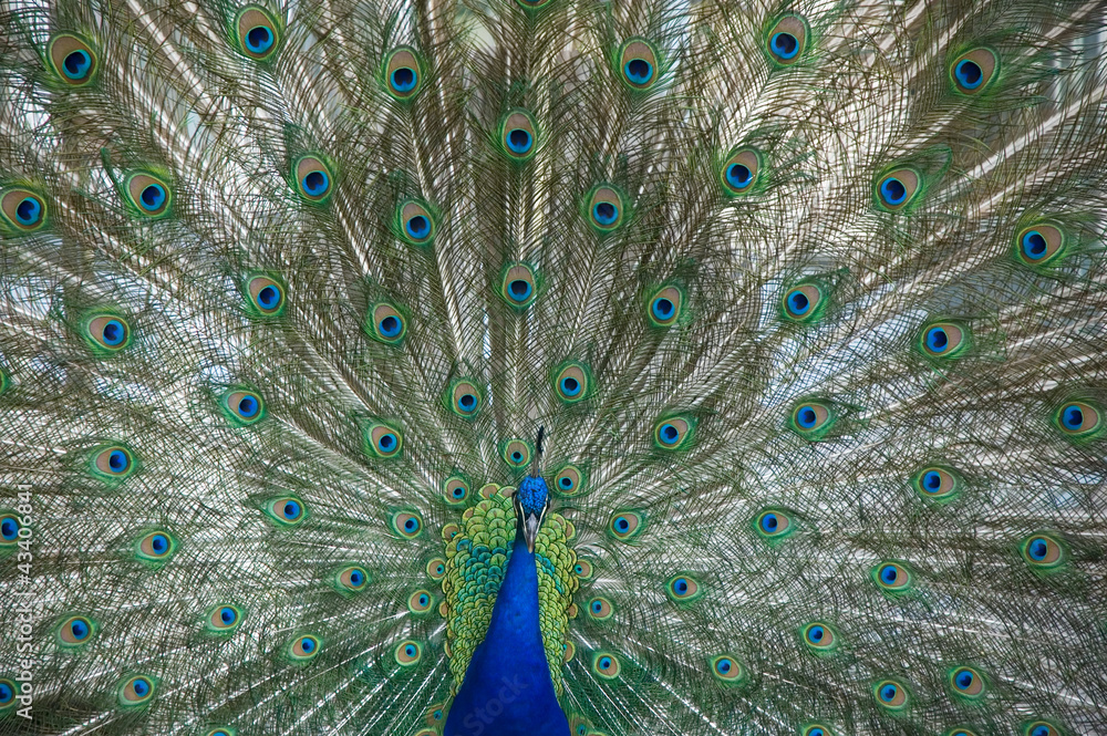 Obraz premium Peacock