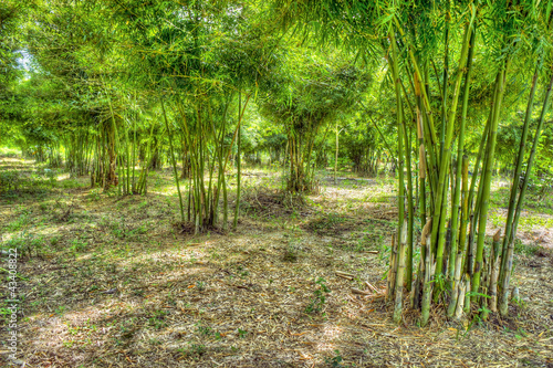 bamboo garden in hdr
