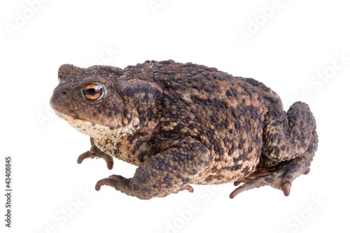 Common european toad from the side isolated on white