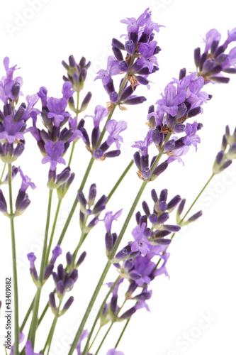 Lavendel vor weißem Hintergrund