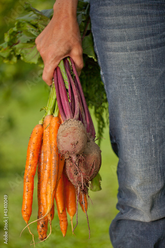 Frische Ernte photo