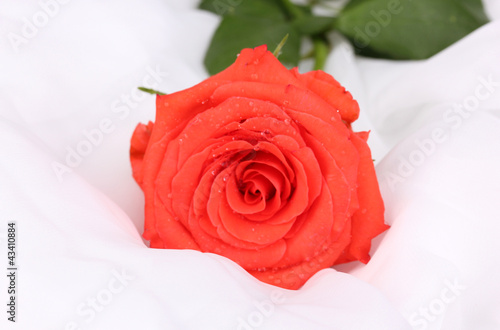 Beautiful rose on white cloth