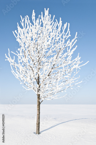 Baum im Winter