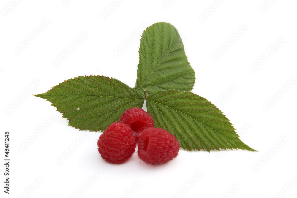 Framboises Framboises