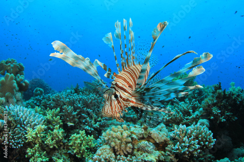 Lionfish