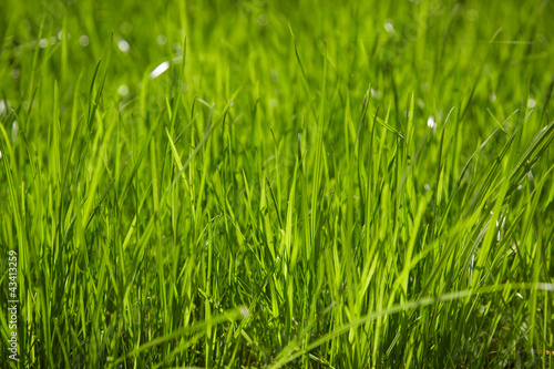Fresh green grass.