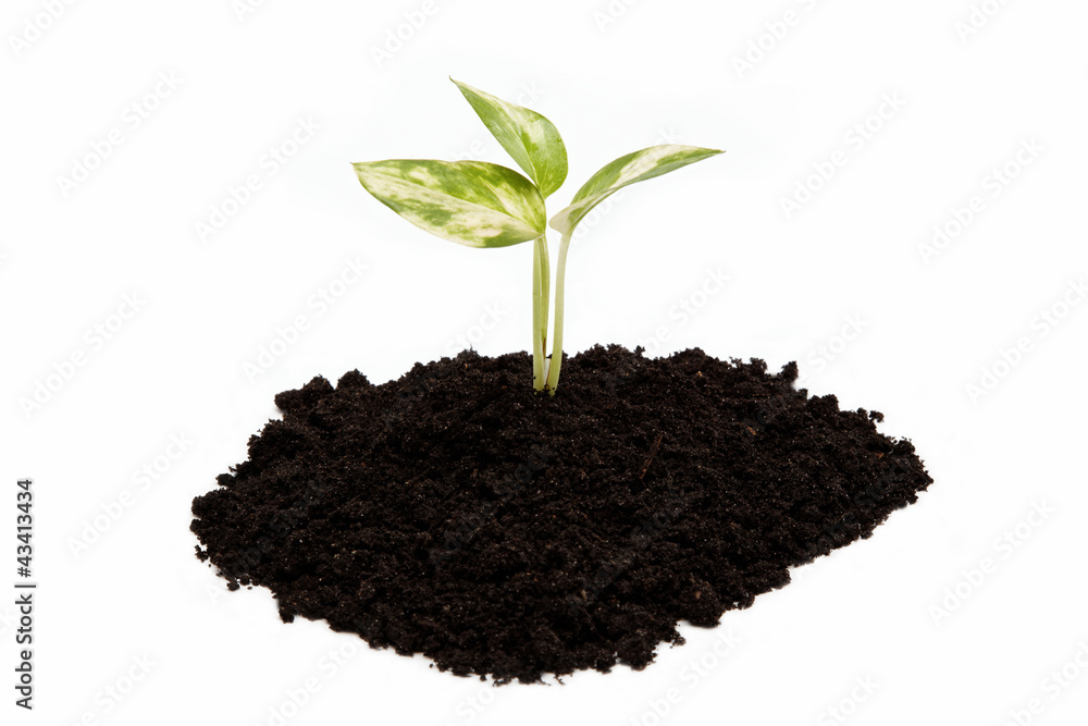Green sprout from the earth on a white background. Green sprout from the earth on a white background.