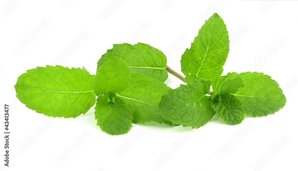 Fresh lemon balm Fresh lemon balm