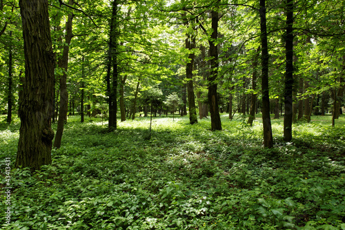 Fototapeta Naklejka Na Ścianę i Meble -  Sunshine in the green forest