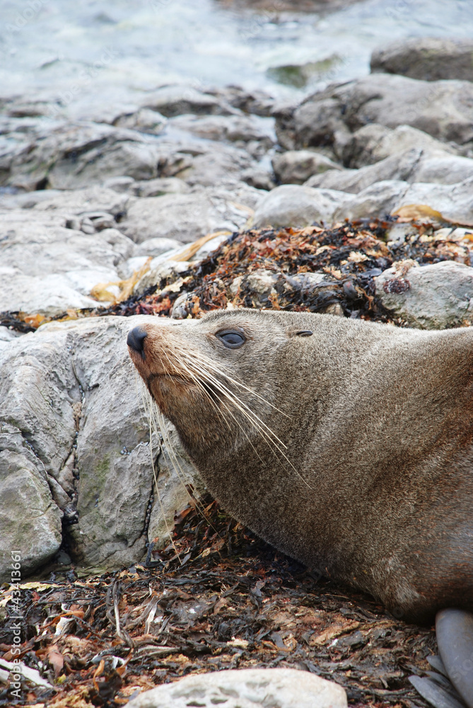 Fototapeta premium Sea lion detail