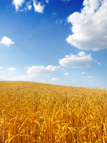 Wheat field against a blue sky