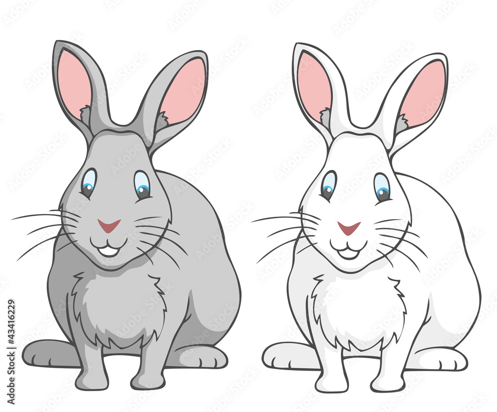 Fototapeta premium Rabbits