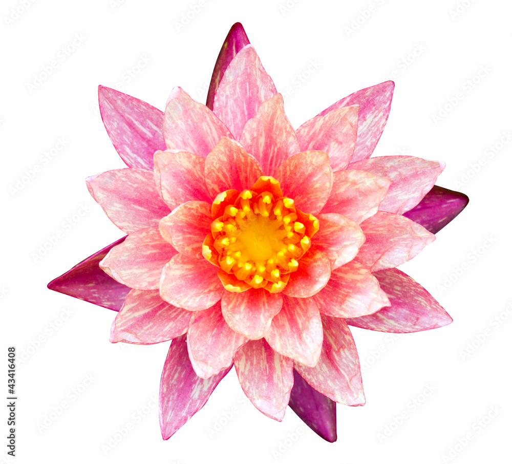 Orange and pink water lily