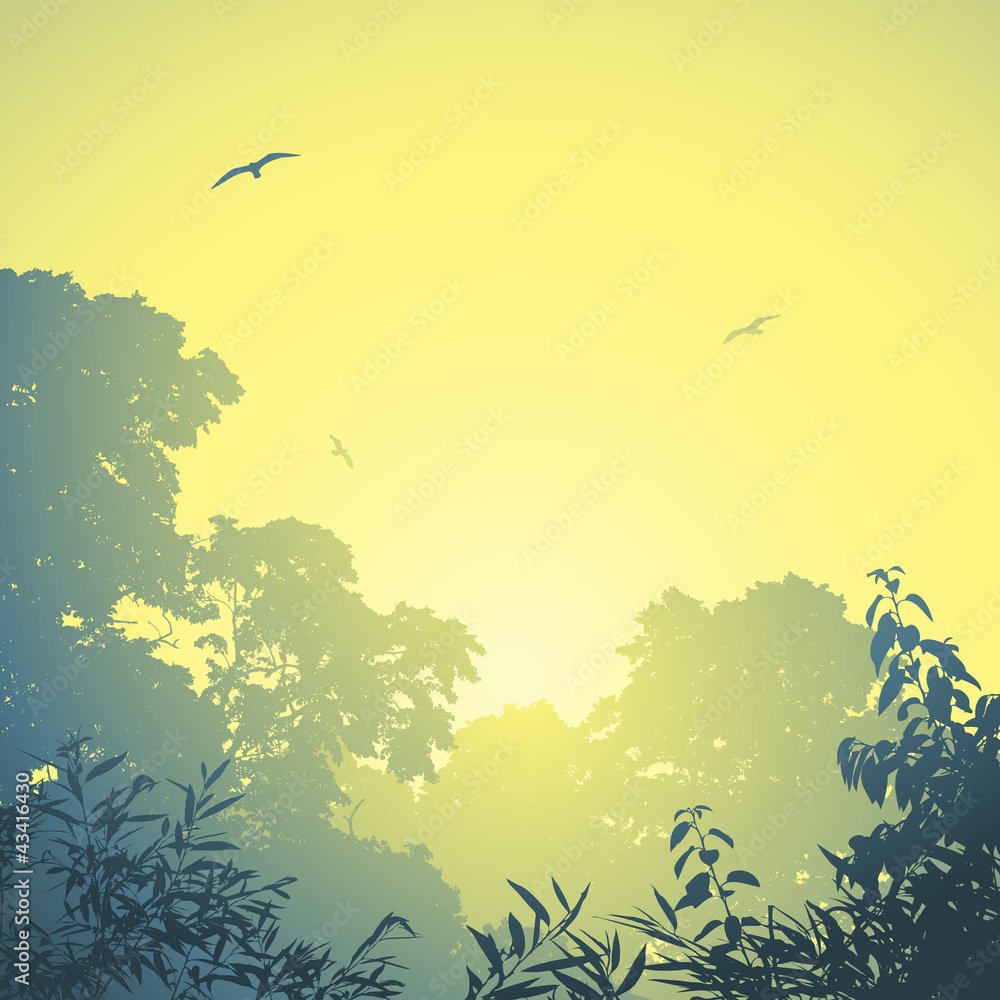 A Misty Forest Landscape with Trees and Sunset, Sunrise A Misty Forest Landscape with Trees and Sunset, Sunrise