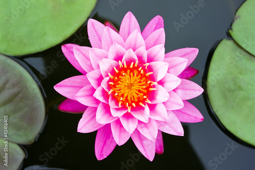 Pink water lily in pond