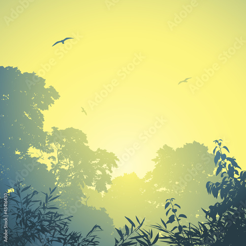 A Misty Forest Landscape with Trees and Sunset, Sunrise